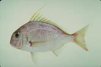 Argyrops filamentosus