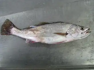 Argyrosomus inodorus