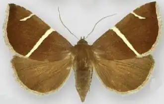 Argyrostrotis anilis