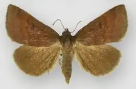Argyrostrotis deleta