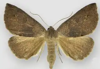 Argyrostrotis contempta