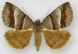 Argyrostrotis sylvarum