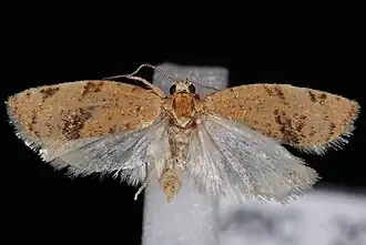 Argyrotaenia dorsalana