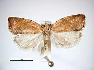 Argyrotaenia franciscana