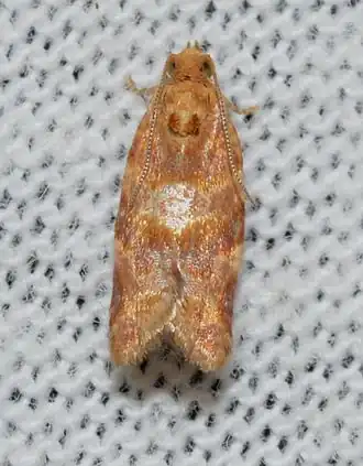 Argyrotaenia pinatubana