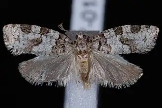 Argyrotaenia provana