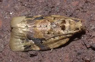 Argyrotaenia velutinana