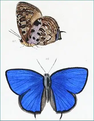 Arhopala achelous