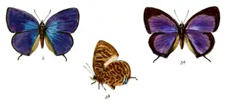 Arhopala aedias