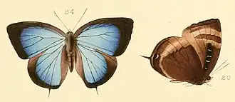 Arhopala aexone