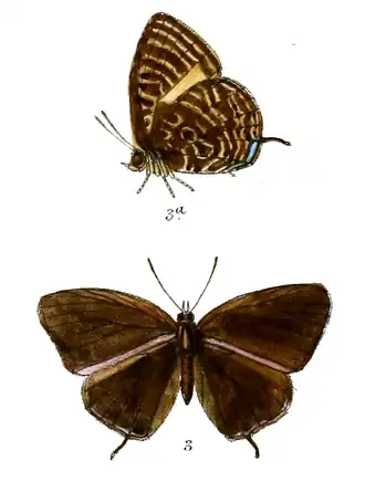 Arhopala agrata