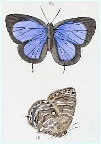 Arhopala ammon