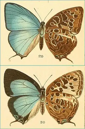 Arhopala auzea
