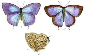 Arhopala anarte