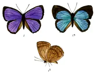 Arhopala andamanica