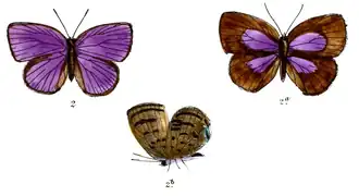 Arhopala antimuta