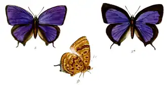 Arhopala antura