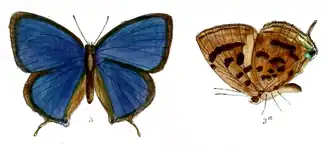 Arhopala apha