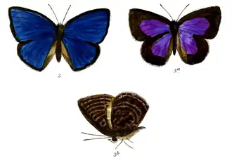 Arhopala arvina