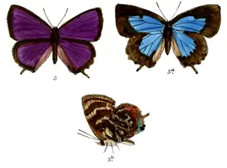 Arhopala asoka