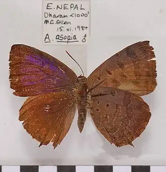 Arhopala asopia