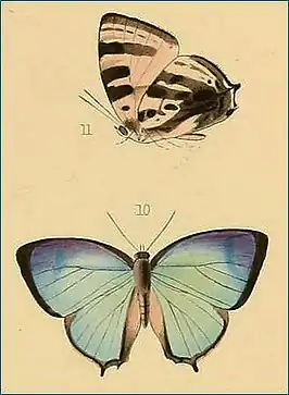 Arhopala strophe