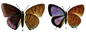 Arhopala bella