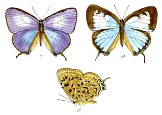 Arhopala camdeo