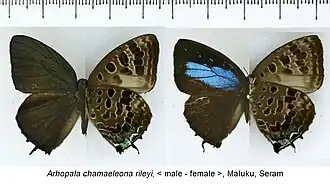 Arhopala rileyi