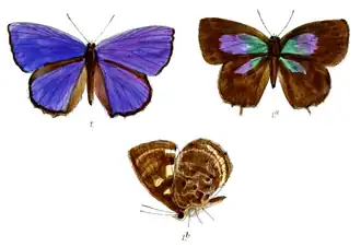 Arhopala chinensis