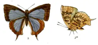 Arhopala comica