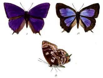 Arhopala diardi