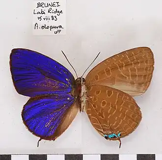 Arhopala elopura