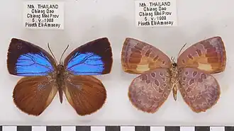 Arhopala duessa