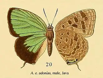 Amblypodia adonias