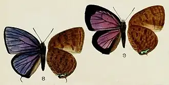 Arhopala havilandi