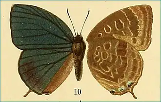Arhopala kiriwinii