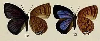 Arhopala labuana