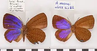 Arhopala moorei