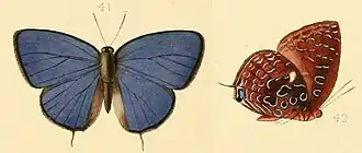 Arhopala myrzala