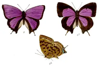 Arhopala nicevillei