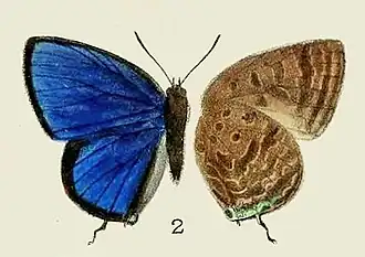 Arhopala phaenops