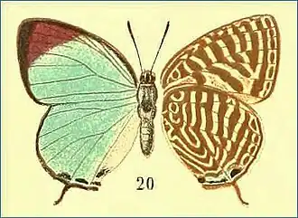 Arhopala sangira