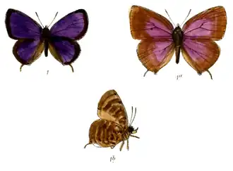 Arhopala selta