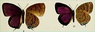 Arhopala semperi