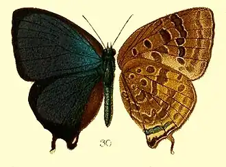 Arhopala arama