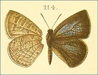 Arhopala weelii