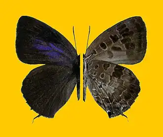 Arhopala chamaeleona