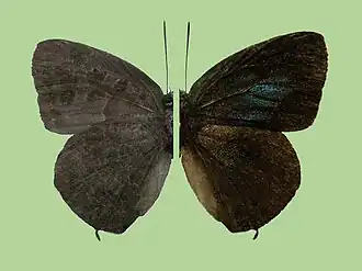 Arhopala horsfieldi