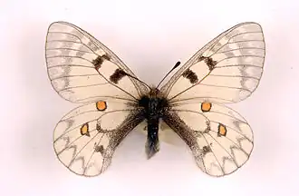 Parnassius ariadne